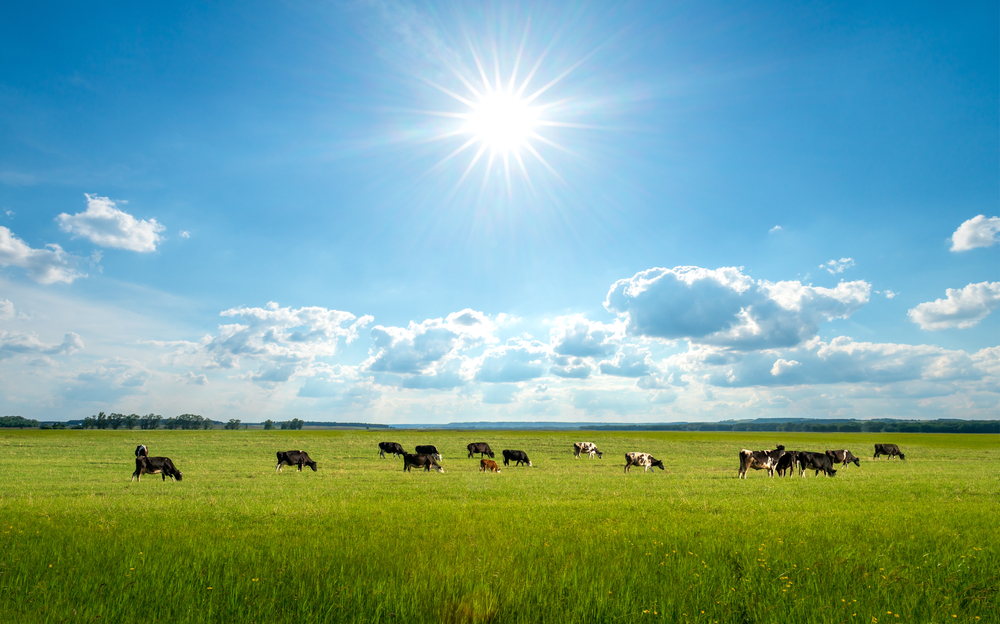 cows in field