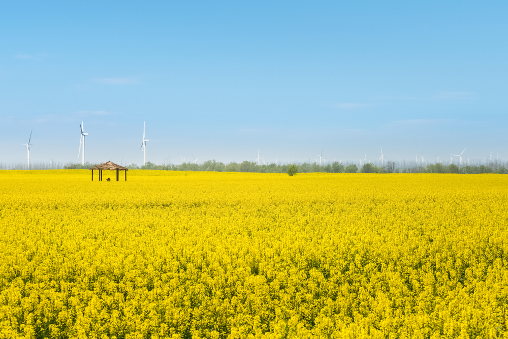 rapeseed